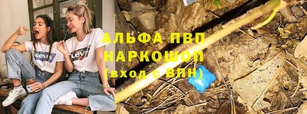 хмурый Аркадак